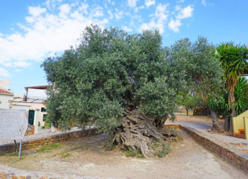 Vouves Village & The Ancient Olive Tree